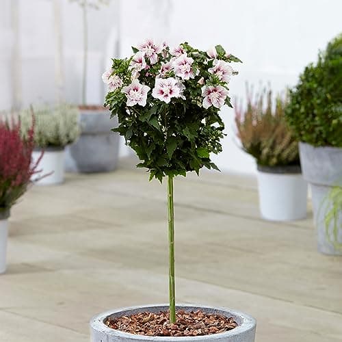 Image of Hibiscus Starburst Chiffon Patio Tree - Hardy Outdoor Plants for Garden - Grow Your Own Flowering Trees - Hibiscus Plants Outdoor Garden Ready in 3L Plant Pot (70-80cm Incl. Pot)