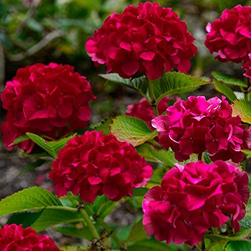 Image of Hydrangea paniculata Wims Red Compact Deciduous Potted Shrub Garden Plant (9cm Pot, 15-30cm)