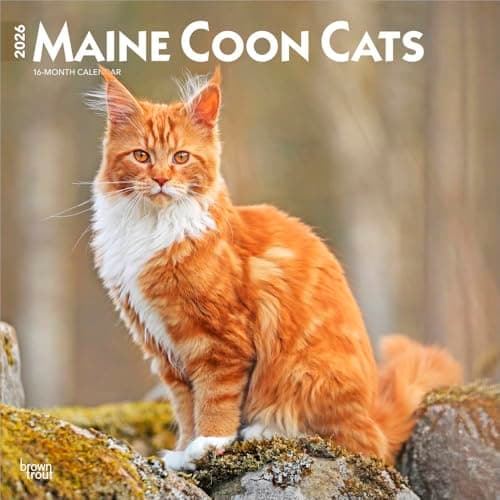Image of Maine Coon Cats - Maine Coon Katzen 2026 - 16-Monatskalender: Original BrownTrout-Kalender [Mehrsprachig] [Kalender]