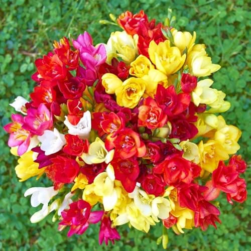 Image of Freesia Double Mix Scented Double-Petalled Exotic Flowers in Vibrant Colours Ideal for Containers or Borders 50x Bulbs by Thompson and Morgan