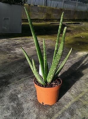 Image of Aloe Vera plant. 35cm tall in a 10.5cm pot
