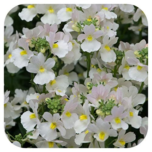 Image of Nemesia 'Wisley Vanilla' Cutting Raised Basket Plug Plants x 5 Scented