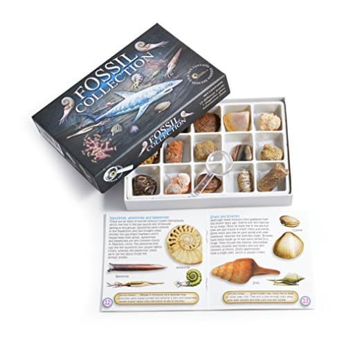 Image of Fossil Collection Kit - Contains 15 Genuine Fossils! (Collection Kit with Study of Fossils Booklet)