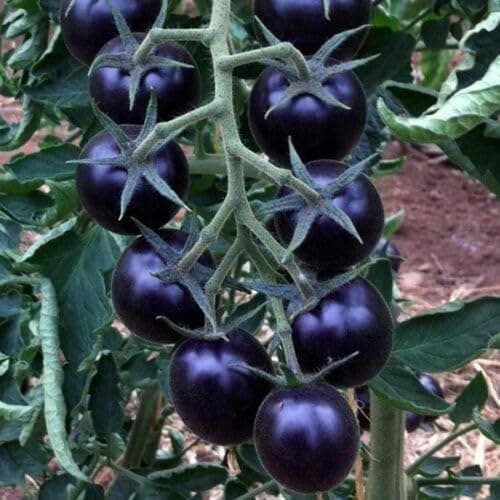Image of Buy4seeds 20 Finest Seeds Organic Tomato Black Cherry Useful for Garden and Outdoor