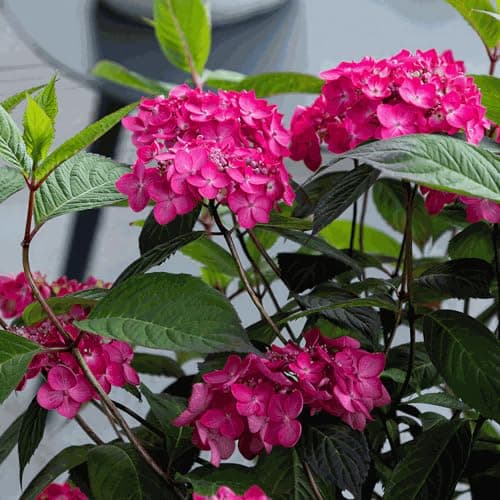 Image of Hydrangea Magic Sunset Plant - Live Plants Outdoor Garden Ready - Deciduous Shrub Garden Plants in Pots for Outside - Hydrangea Plant with Colour-Changing Flowers (3 Litre Pot, 40-60cm)
