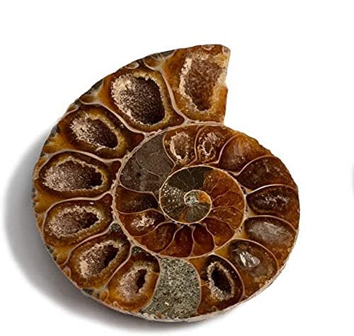 Image of Serafino Genuine Fossil Madagascan Ammonite 150 Million Years Old! Jurassic Real Fossil Shell Madagascar Fossil Great Gift For Science Education Collection