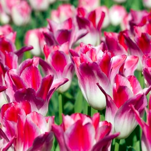 Image of Tulip 'Colour Changing Collection' Vibrant Colour Transitioning Blooms Unique Dynamic Display 32X Bulbs by Thompson and Morgan