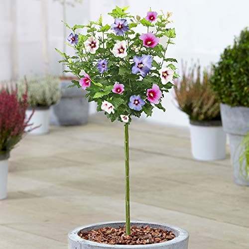 Image of Hibiscus Tricolour Tree | Potted Deciduous Ornamental Trees for Small Gardens | Standard Stem Lollipop Tree | Outdoor Garden Plants (70-80cm (Incl. Pot))