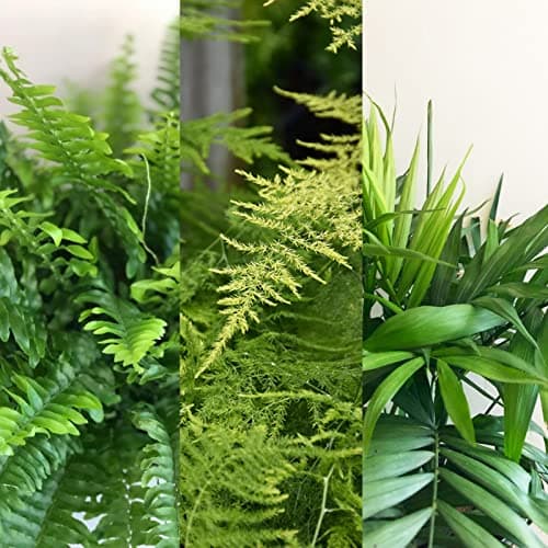 Image of Carbeth Plants All Foliage Indoor Plant Mix - 3 All Foliage Indoor Plants in 12cm Pots - Boston Fern, Parlour Palm and Asparagus Fern