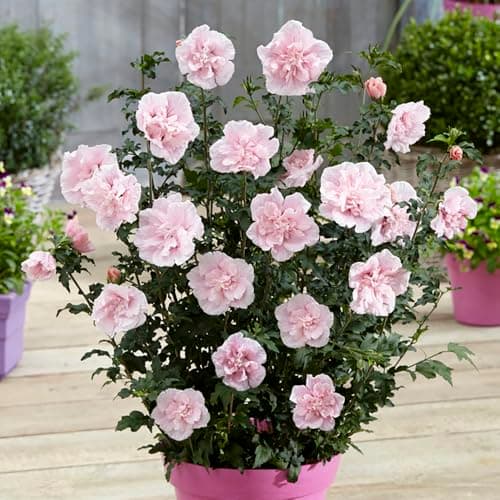 Image of YouGarden Double Flowered Hibiscus 'Chiffon Pink' in a 3 Litre Pot, Potted Hibiscus Plants for Gardens, Supplied as a Garden Ready Established Plant Ready to Plant Out