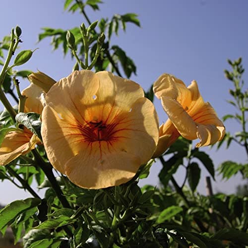 Image of Campsis Summer Jazz Gold 2 Litre Pot x 1 by Thompson & Morgan
