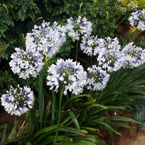 Image of Agapanthus 'Twister' (African Lily) in 9cm Pot - Lovely Two Toned Flowers - Ideal for Costal Gardens (2 Plants)