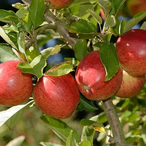 Image of Braeburn Apple Tree, Mini Patio Fruit Tree, Ideal for Small Gardens & Patios, Heavy Cropping, Delicious Fruit, Low Maintenance, 1 x Malus (Apple) Braeburn Plant in a 9cm Pot by Thompson and Morgan