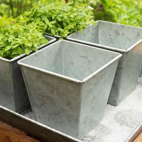Image of Crocus Collection 14cm Windowsill Herb Plant Pots Square Galvanised Handfinished Planters with Drainage Holes