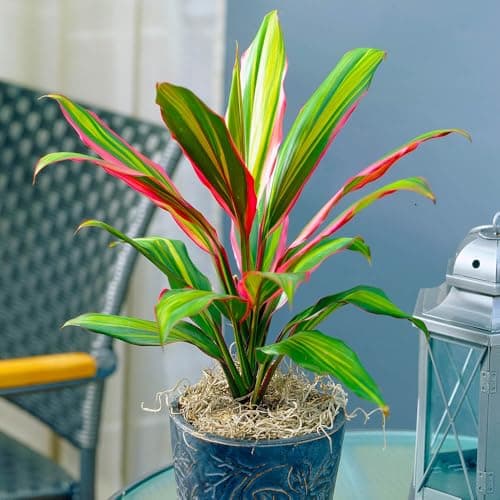 Image of YouGarden Cordyline 'Kiwi', Established Houseplant in 12cm Pot, Approximately 35-40cm Tall, Ready to Plant and Display