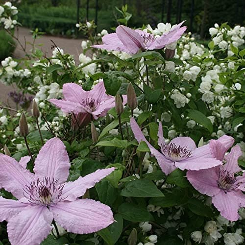 Image of Plant Theory 60cm Cane Clematis Hagley Hybrid Pink Flowering Vine Climbing Plant 3L Pot