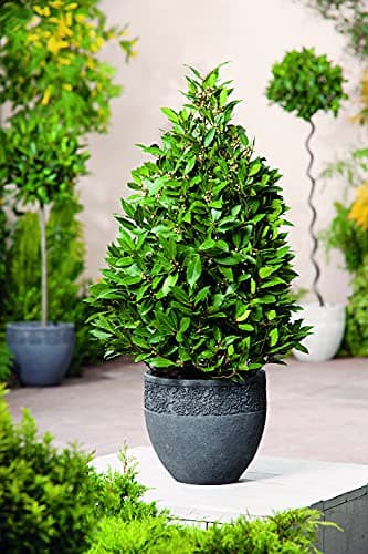 Image of Bay Tree, Pyramid Shaped, 60-70cm Tall, Supplied As A 3-Litre Potted Plant by Suttons (1)