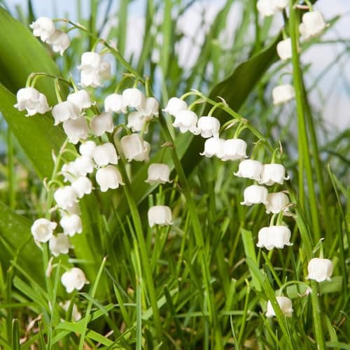Image of Convallaria Lily of The Valley 10 pips