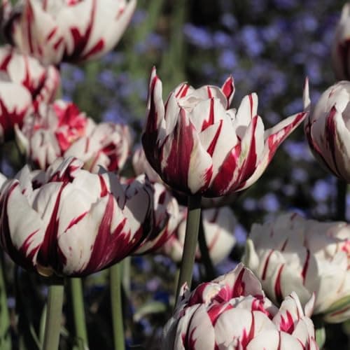 Image of Tulip Hardy Bulb Plant Two Tone Flower with Red and White Blooms Exotic Plant with a First Year Flowering, 8 x Tulip Carnival de Nice Bulbs by Thompson and Morgan (8 x Tulip Bulbs)