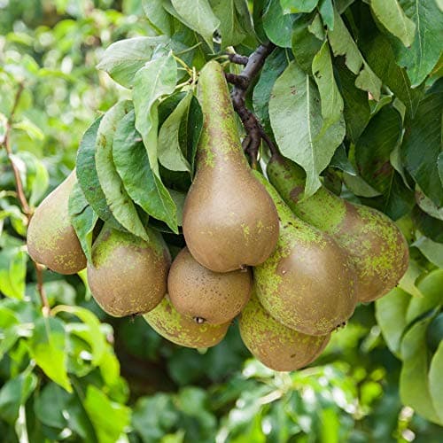 Image of Pear Fruit Tree Standard Patio Hardy Garden Plant 'Conference' 2X 5L Potted Fruit Plants by Thompson and Morgan (2)