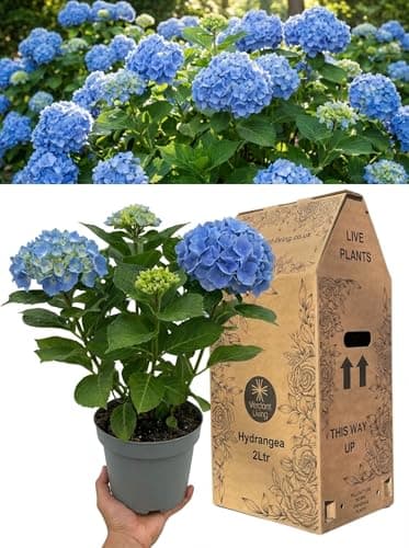 Image of Blue Hydrangea Plant in 2Ltr Pot – Hardy Perennial Flowering Shrub for Gardens, Patio, Borders & Containers – Stunning Blooms, Easy Grow, Bee Friendly, Shade Tolerant, Mophead, UK Grown