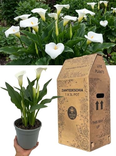 Image of 1x Zantedeschia Snow White Calla Lily Plant in 3Ltr Pot – Elegant Hardy Perennial White Flowers for Gardens, Patio, Borders, Containers & Gifts – Easy Care, Summer Flowering, UK Grown