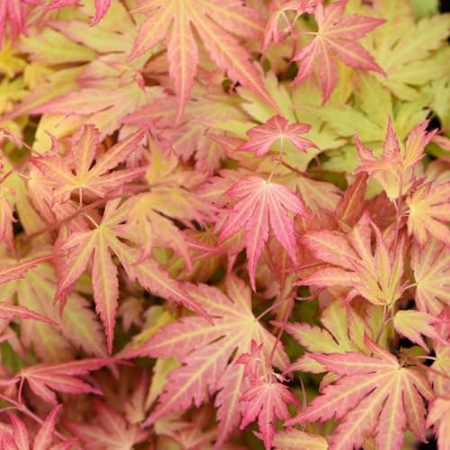 Image of Acer palmatum 'Orange Dream' Japanese Maple Hardy Tree Spring Flowering Garden Plants Grow Your Own 1 x 3L Pot Acer palmatum 'Orange Dream'