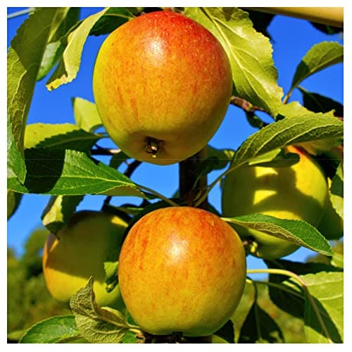Image of Dwarf Cox's Orange Pippin Apple Tree in 5L Pot Ready to Fruit, Classic English Apple 3fatpigs®