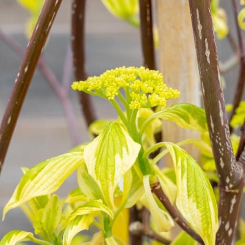 Image of Cornus Controversa – Stunning Wedding Cake Tree with Tiered Branches, White Flowers, and Autumn Foliage, 1 x 3 Litre Pot by Thompson and Morgan