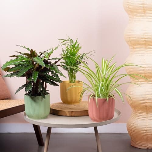 Image of 3 x Pet Friendly House Plant Bundle - Trio of Calathea Elgergrass, Chamaedorea Elegans, Chlorophytum Comosum Natural Houseplants - Indoor Real Plant Mix of Pet Safe Small and Large in 12cm Pots