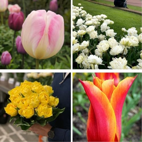 Image of Tulip ‘Super Scented Collection’ – Highly Fragrant Mixed Tulip Bulbs for Beds, Borders & Patio Pots – Hardy, Long-Lasting Cut Flowers, 64 Bulbs, by Thompson & Morgan