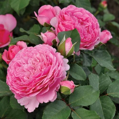 Image of YouGarden Chris' Rose, Established Plant in 3-4 Litre Pot, Ready to Plant Bush Rose for Creamy Pink Summer to Autumn Roses, Plant in Pots, Beds, or Borders