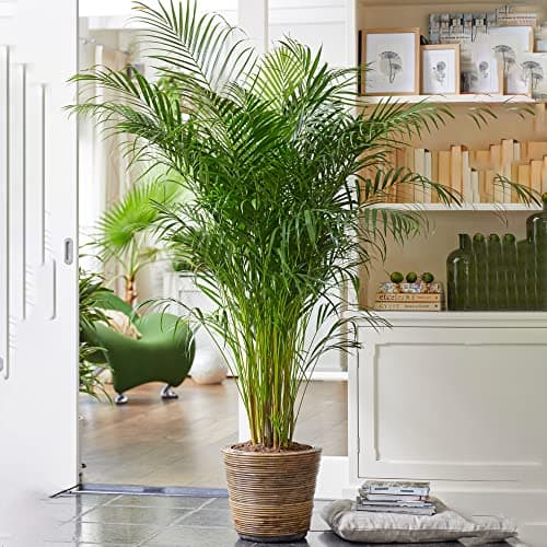 Image of Areca Palm Large Indoor House Plant Real Tropical Exotic Evergreen Tall Plants (30-40cm incl. Pot)