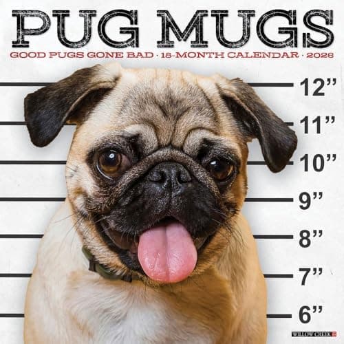 Image of Pug Mugs 2026 12 X 12 Wall Calendar