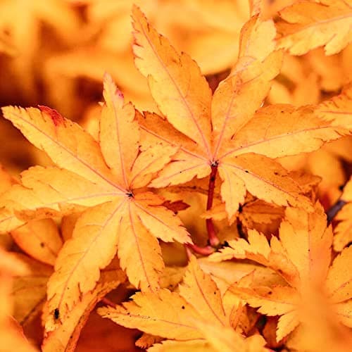 Image of Acer palmatum Shishigashira Plant - Japanese Maple Tree | Garden Trees with Orange Autumn Leaves | Hardy Deciduous Outdoor Garden Shrub Potted | 3L Pot, 40-60cm Incl. Pot