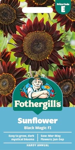 Image of Fothergill's Sunflower Black Magic F1 Flower Seeds, 20 Seeds, Sow: Mar-May