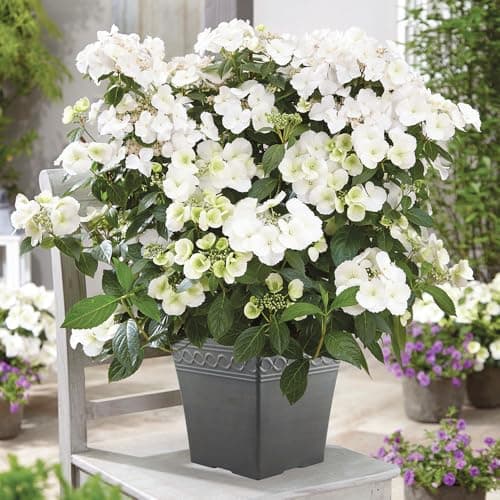 Image of YouGarden Hydrangea 'Runaway Bride' (Approx 20/25cm Inc Pot). Climbing Hydrangea Plants Perfect for Pots and Hanging Baskets. Outdoor Plants Garden Ready. Plants for The Garden