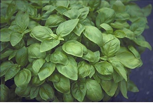 Image of Just Seed - Herb - Basil - Sweet Genovese - Ocimum Basilicum - 6000 Seeds
