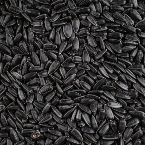 Image of Leagrams Black Sunflower Seeds for Wild Birds (5kg) - Rich in Protein & Oil, High-Energy Bird Food