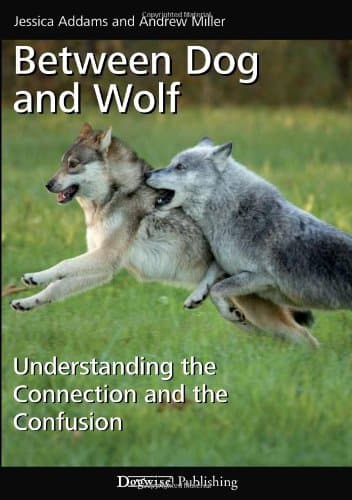 Image of Between Dog and Wolf: Understanding the Connection and the Confusion