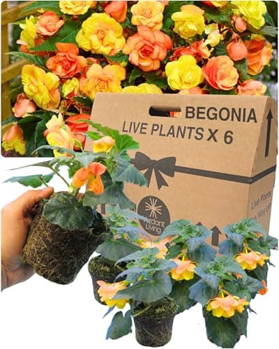 Image of Verdant Living 6 Begonia Plants - Large & Well Established 10.5cm Rootball. Delivered Fresh & Garden Ready. Perfect for Hanging Baskets, Window Boxes & Containers. Illumination Apricot Shades