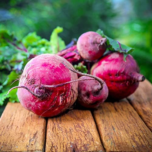 Image of Globe Beetroot Plants 'Boltardy' Beta vulgaris Bolt-Resistant Hardy Annual Easy to Grow Your Own Outdoor Garden Vegetables 20x Plug Plants by Thompson and Morgan