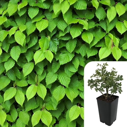 Image of 1 x Carpinus betulus – 3L Potted Hornbeam Shrub/Tree – RHS Award of Garden Merit – Dense Deciduous Hedging Plant – Ideal for Borders, Screens & Larger Gardens