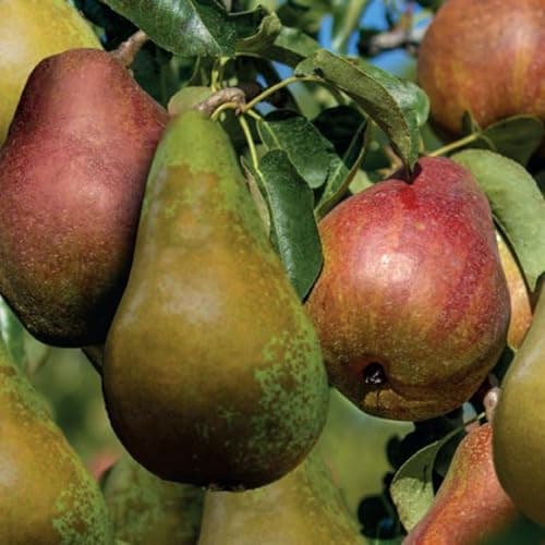 Image of Pear (Pyrus) Duo Pear Family Tree – 2 Popular Dessert Varieties Grafted on One Tree for Extended Harvest and Pollination – Ideal for Small Gardens – 2X 5 Litre Pots by Thompson and Morgan