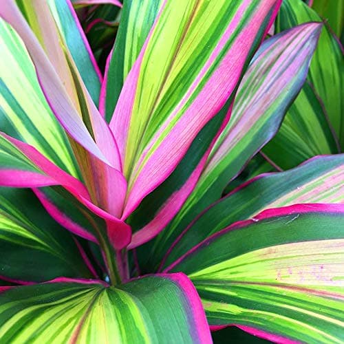 Image of 1 x GardenersDream Cordyline Kiwi Plant in Pot - Healthy Air Purifying Indoor Plant - Low Maintenance Colourful Evergreen Plants - Live Indoor Plant for House or Office (12cm Pot, 30-40cm)