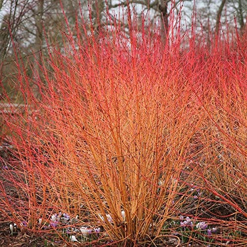Image of Cornus sanguinea Midwinter Fire - Flaming Dogwood - Plant in 9 cm Pot
