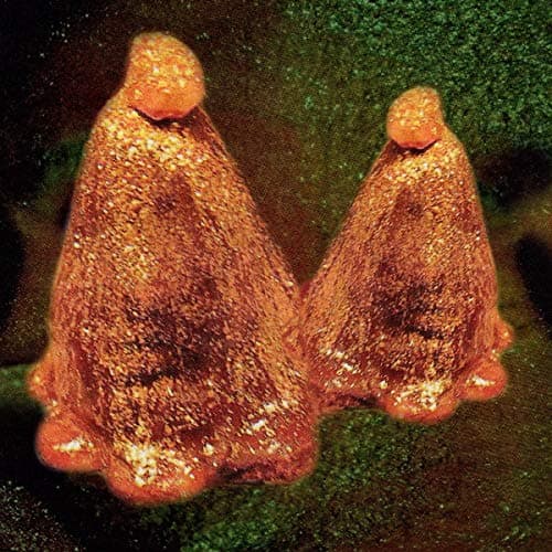 Image of Oocyte Oil & Stolen Androgens