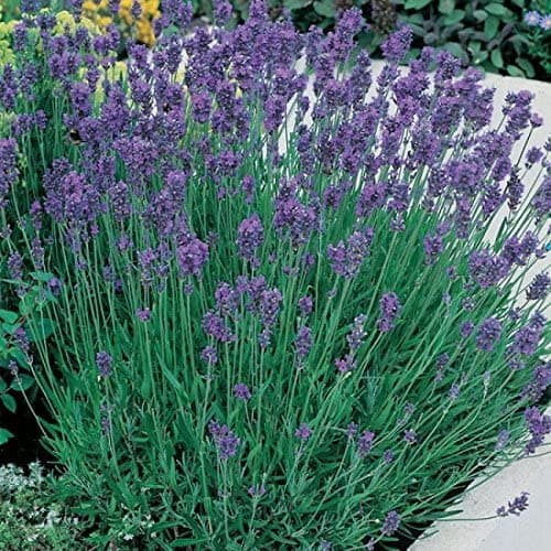 Image of English Lavender Augustifolia 'Munstead' Perennial Garden Plug Plants (Pack of 6)