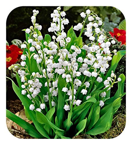 Image of Convallaria Majalis 'Lily of The Valley' Jumbo Planting Pips x 5 by Growtanical®