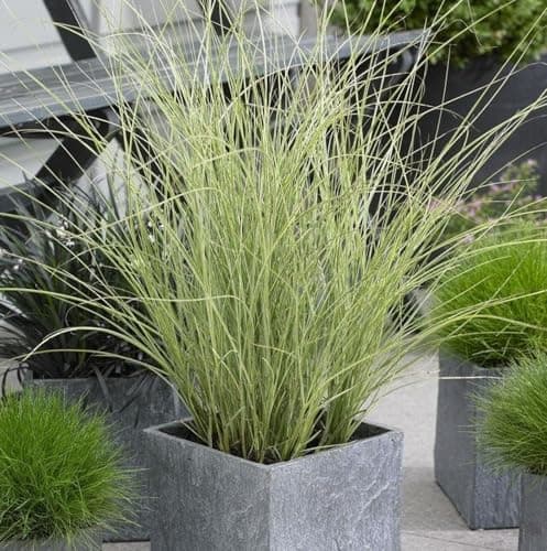 Image of Miscanthus 'Morning Light' - Chinese Silver Grass in 9cm Pot - Produces Pinkish/White Plumes in Summer (1 Plant)